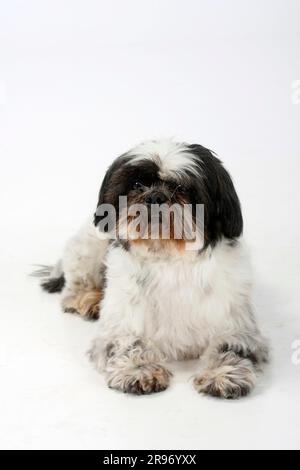 Shih Tzu, 10 ans, shorn Banque D'Images