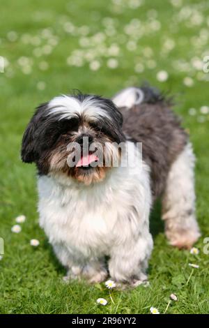 Shih Tzu, 10 ans, shorn Banque D'Images