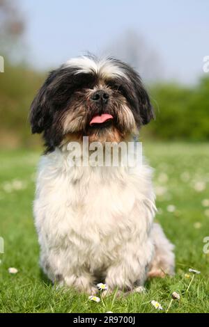 Shih Tzu, 10 ans, shorn Banque D'Images