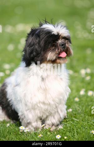 Shih Tzu, 10 ans, shorn Banque D'Images