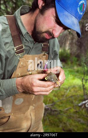Biologiste avec jeune écureuil roux, parc national Kluane, Yukon, Canada (Tamiasciurus hudsonicus) Banque D'Images