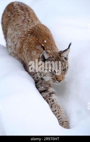 Le lynx eurasien (Lynx lynx) Banque D'Images