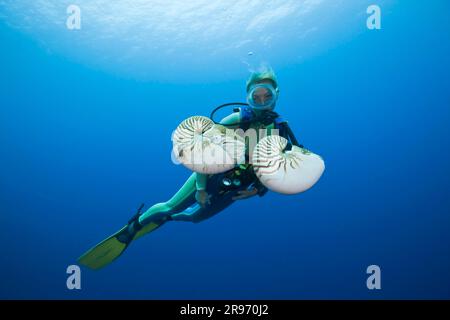 Nautilus (Nautilus pompilius) avec plongeur, Grande barrière de corail, Australie Banque D'Images