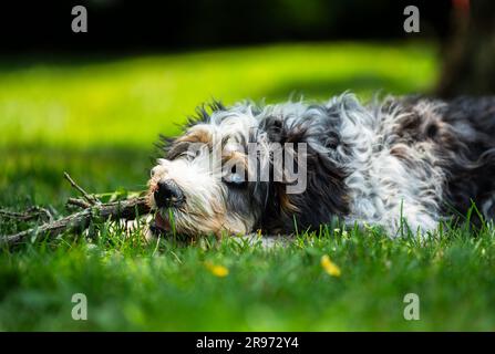 Un gros plan d'un adorable chien bernedoodle moelleux, posé sur un terrain herbacé Banque D'Images
