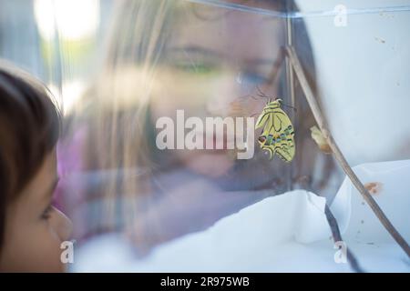 Des enfants caucasiens regardent un nouveau-né de papillons à queue blanche (papilio machaon) dans un terrarium avant du libérer. Nature et activité scientifique idée pour Banque D'Images