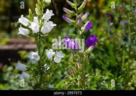 fleur de cerelle à feuilles de pêche Campanula persififolia 'Grandiflora Alba' – Banque D'Images