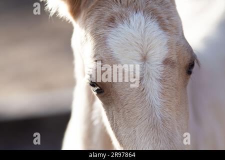 palomino cheval foal visage, les yeux gros plan Banque D'Images