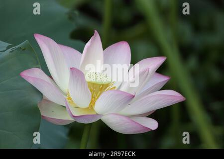 Fleur de Lotus (Nelumbo nucifera), San Tin, New Territories, Hong Kong Banque D'Images