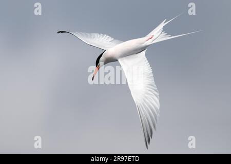 Roseate Tern (Sterna dougallii), adulte dans la vue de dessous de vol, Hong Kong, Chine Banque D'Images