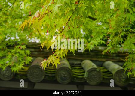 Des feuilles d'érable vert glisent sur les tuiles du temple de Nanzenji. Kyoto devrait être un endroit très approprié pour les voyages lents. Japon Banque D'Images