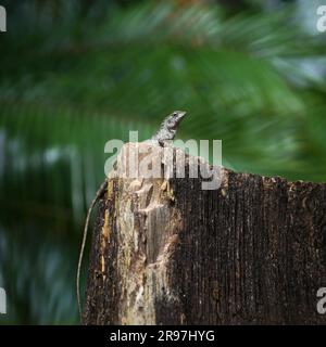 lézard caméléon sur un rocher à l'arrière-plan de la nature Banque D'Images