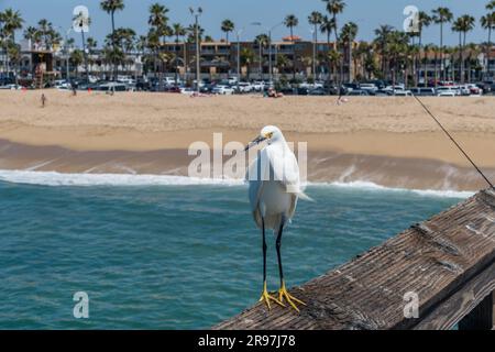 Egret de neige à la jetée de Balboa à Newport Beach, en Californie du Sud Banque D'Images