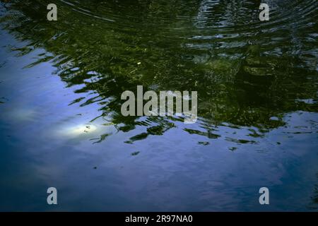 La scène tranquille de l'étang est astucieusement capturée par l'eau scintillante qui reflète à la fois le ciel et l'ombre des arbres. Banque D'Images