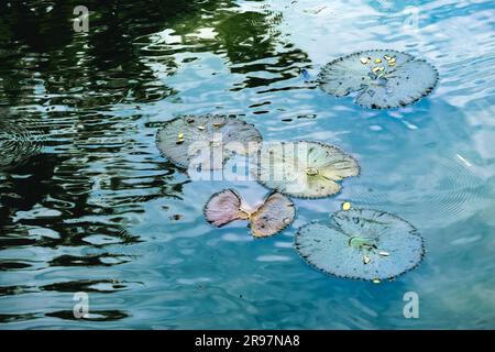 La scène tranquille de l'étang de lotus est astucieusement capturée par l'eau scintillante qui reflète à la fois le ciel et l'ombre des arbres. Banque D'Images