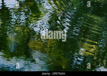 La scène tranquille de l'étang est astucieusement capturée par l'eau scintillante qui reflète à la fois le ciel et l'ombre des arbres. Banque D'Images