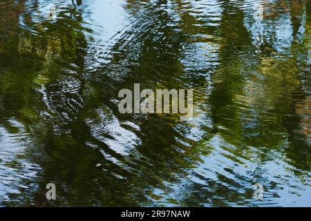 La scène tranquille de l'étang est astucieusement capturée par l'eau scintillante qui reflète à la fois le ciel et l'ombre des arbres. Banque D'Images