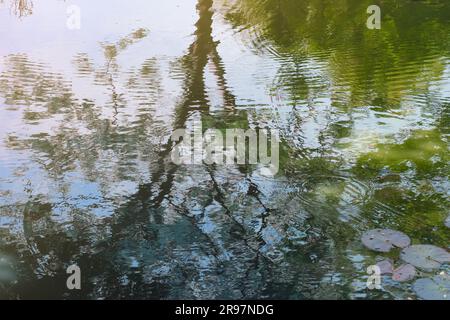 La scène tranquille de l'étang est astucieusement capturée par l'eau scintillante qui reflète à la fois le ciel et l'ombre des arbres. Banque D'Images