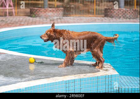 L'eau de la piscine est humide et dorée Banque D'Images