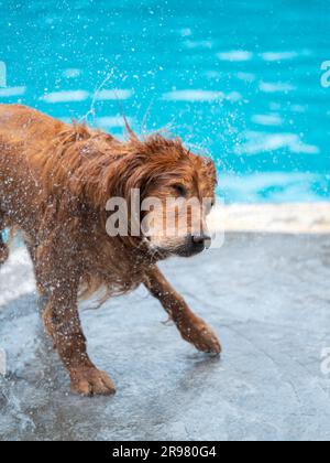 L'eau de la piscine est humide et dorée Banque D'Images