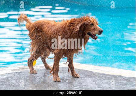 L'eau de la piscine est humide et dorée Banque D'Images