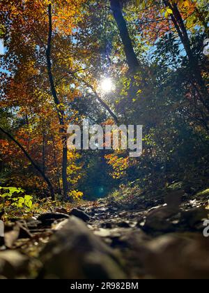 Une scène automnale idyllique d'une forêt automnale, avec des faisceaux de lumière du soleil filtrant à travers les arbres et en butant le feuillage en dessous Banque D'Images