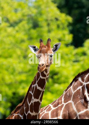 Girafe dans la nature un portrait Banque D'Images