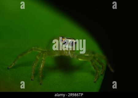 Araignée de saut posant à l'objectif de la caméra juste avant de sauter sur la caméra. Banque D'Images