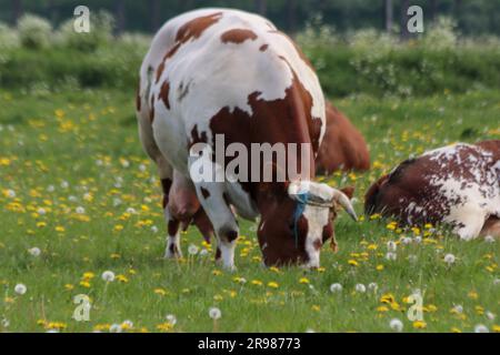 Vaches frisonnes Holstein rouges et noires sur un pré à Moordrecht aux pays-Bas Banque D'Images