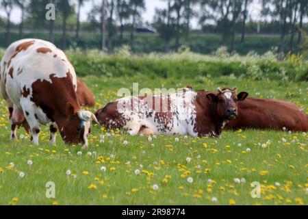 Vaches frisonnes Holstein rouges et noires sur un pré à Moordrecht aux pays-Bas Banque D'Images