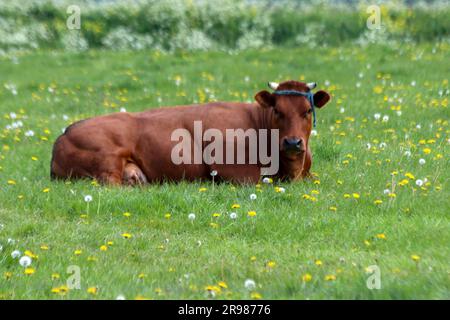 Vaches frisonnes Holstein rouges et noires sur un pré à Moordrecht aux pays-Bas Banque D'Images