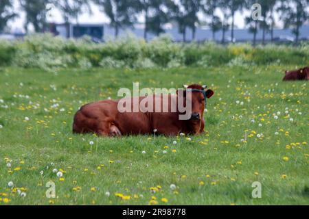 Vaches frisonnes Holstein rouges et noires sur un pré à Moordrecht aux pays-Bas Banque D'Images