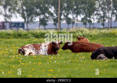 Vaches frisonnes Holstein rouges et noires sur un pré à Moordrecht aux pays-Bas Banque D'Images