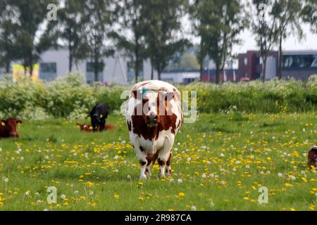 Vaches frisonnes Holstein rouges et noires sur un pré à Moordrecht aux pays-Bas Banque D'Images