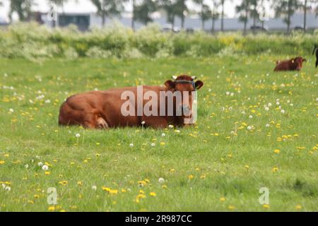 Vaches frisonnes Holstein rouges et noires sur un pré à Moordrecht aux pays-Bas Banque D'Images