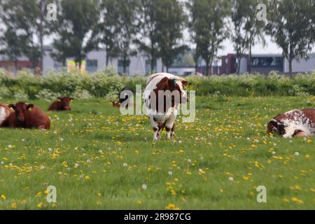 Vaches frisonnes Holstein rouges et noires sur un pré à Moordrecht aux pays-Bas Banque D'Images