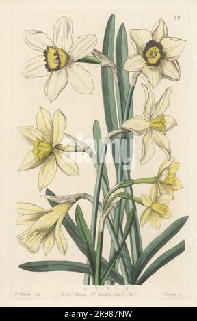 Variétés de Daffodil élevées à Spofforth, le jardin de William Herbert, doyen de Manchester. Les hybrides de narcissi. N. diomedes var crichtoni 1, N. ajax 2, N. spofforniae 3, N. spofforniae c. sunius 4 et N. queltia 5,6. Gravure sur plaque de coperplate en couleur main par George Barclay à la suite d’une illustration botanique par Sarah Drake du registre botanique d’Edwards, suite par John Lindley, publié par James Ridgway, Londres, 1843. Banque D'Images