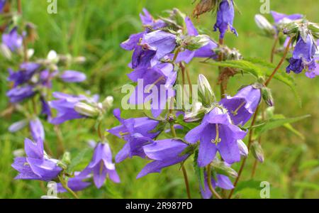 Cloches (Campanula) fleurissent dans la nature en été Banque D'Images