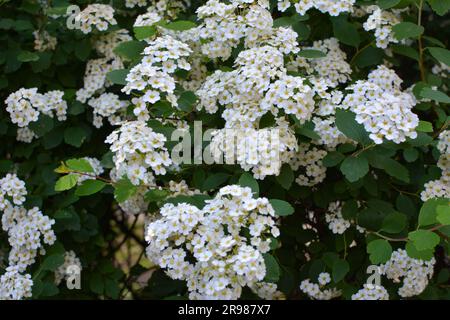 Le Bush de spirea ornemental fleurit dans le jardin. Banque D'Images
