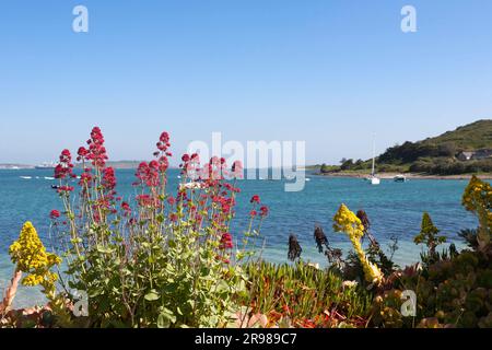 Fleurs sauvages (valériane et aeonium arboreum) sur les rives de Green Bay, Bryher, avec St. Mary's in the distance: Îles de Scilly, Royaume-Uni Banque D'Images