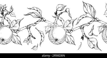 Encre tirée à la main pomme fruits, branches et feuilles, vecteur monochrome, contour détaillé sans couture bannière horizontale. Isolé sur fond blanc Design Illustration de Vecteur
