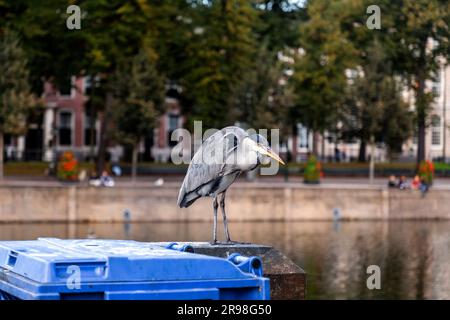 Héron gris reposant au bord du lac Hofvijver à la Haye, pays-Bas. L'oiseau est le symbole du cityi Banque D'Images