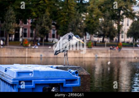 Héron gris reposant au bord du lac Hofvijver à la Haye, pays-Bas. L'oiseau est le symbole du cityi Banque D'Images