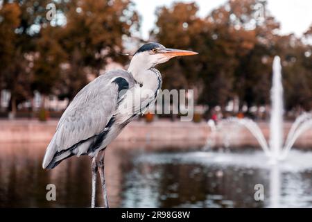 Héron gris reposant au bord du lac Hofvijver à la Haye, pays-Bas. L'oiseau est le symbole du cityi Banque D'Images