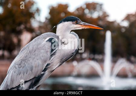 Héron gris reposant au bord du lac Hofvijver à la Haye, pays-Bas. L'oiseau est le symbole du cityi Banque D'Images