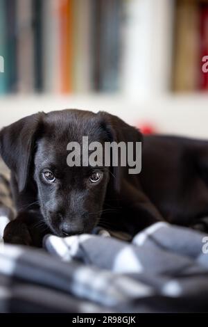 Portrait d'un mignon petit chien âgé de 11 semaines pedigree noir Labrador chiot couché position mastigeant sa couverture dans un décor de salon avec espace de copie Banque D'Images