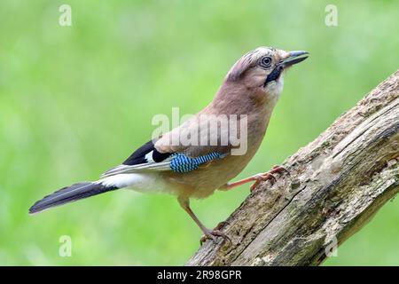 Jay, Jay eurasien, Jays sont répandus dans tout le Royaume-Uni, Un membre très coloré de la famille des corneaires Banque D'Images