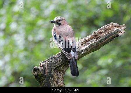 Jay, Jay eurasien, Jays sont répandus dans tout le Royaume-Uni, Un membre très coloré de la famille des corneaires Banque D'Images