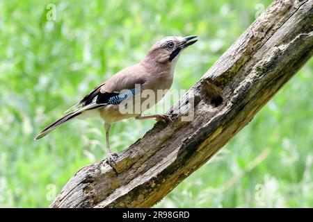 Jay, Jay eurasien, Jays sont répandus dans tout le Royaume-Uni, Un membre très coloré de la famille des corneaires Banque D'Images