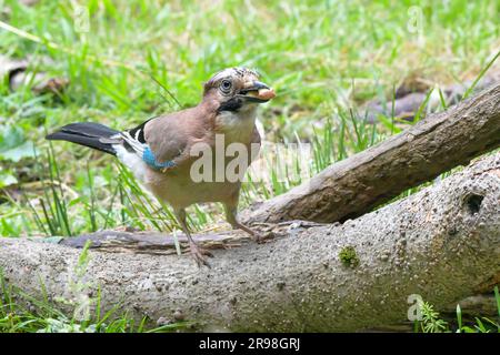 Jay, Jay eurasien, Jays sont répandus dans tout le Royaume-Uni, Un membre très coloré de la famille des corneaires Banque D'Images