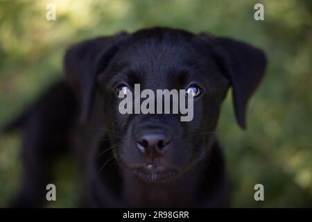 Portrait en haut d'un adorable chien noir de Labrador aux yeux brillants de 10 semaines, qui regarde directement dans l'appareil photo dans un jardin extérieur Banque D'Images